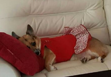 15781395_985128251620647_8688864324097189034_n